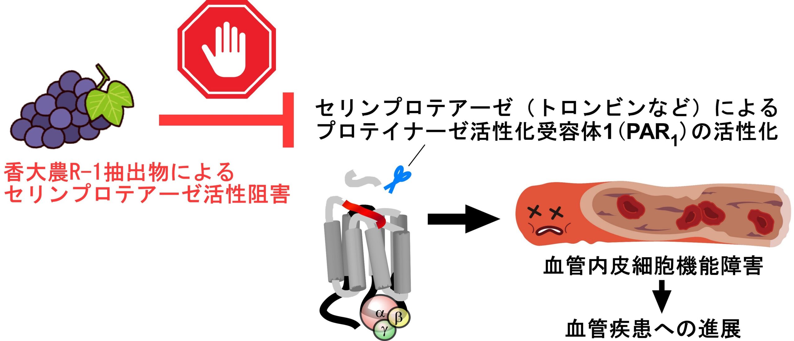香川大学が開発したワインブドウ‘香大農R-1’に血管疾患予防につながる機能性成分が含まれることが明らかに！