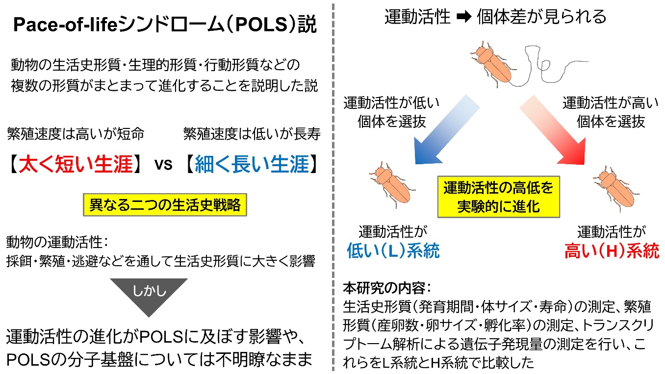 【玉川大学農学部 佐々木謙教授 共同研究成果】太く短い生涯か細く長い生涯かは運動活性次第 ― 昆虫におけるpace-of-lifeシンドロームとその分子基盤を解明