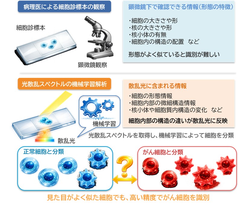 【大阪工業大学】より高精度にがん細胞を見分ける原理を発見 ～がん細胞の診断を支援する新たな細胞診断技術～