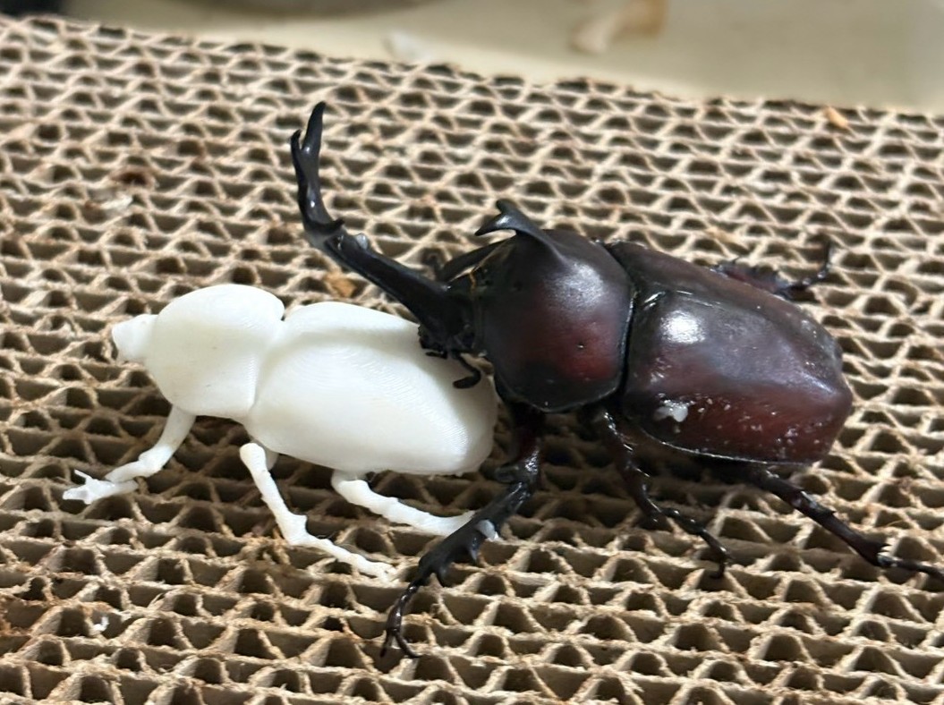 カブトムシの交尾行動を誘発する化合物を発見！3Dプリンター製の雌モデルを用いた実験で同定〜学部2年生が主体となり、学会にて発表！～