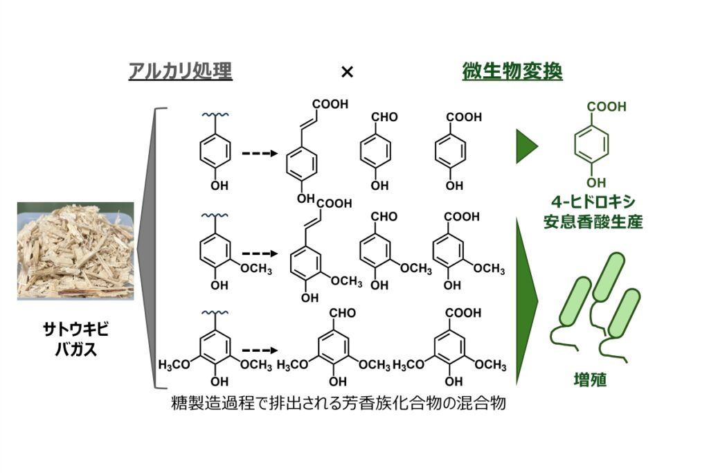 図:サトウキビバガスをアルカリ処理して得られる芳香族化合物の混合物を炭素源とした4-ヒドロキシ安息香酸のバイオ生産の概要
