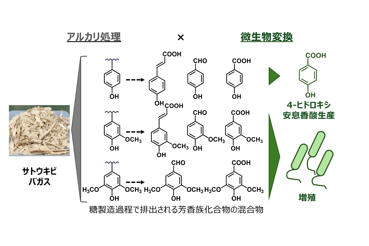 弘前大学の研究グループらが糖質を使用せずに基幹芳香族化合物を生産する新たな技術開発に成功 ― 非糖質原料からの「4-ヒドロキシ安息香酸」のバイオ合成法を創出 ―