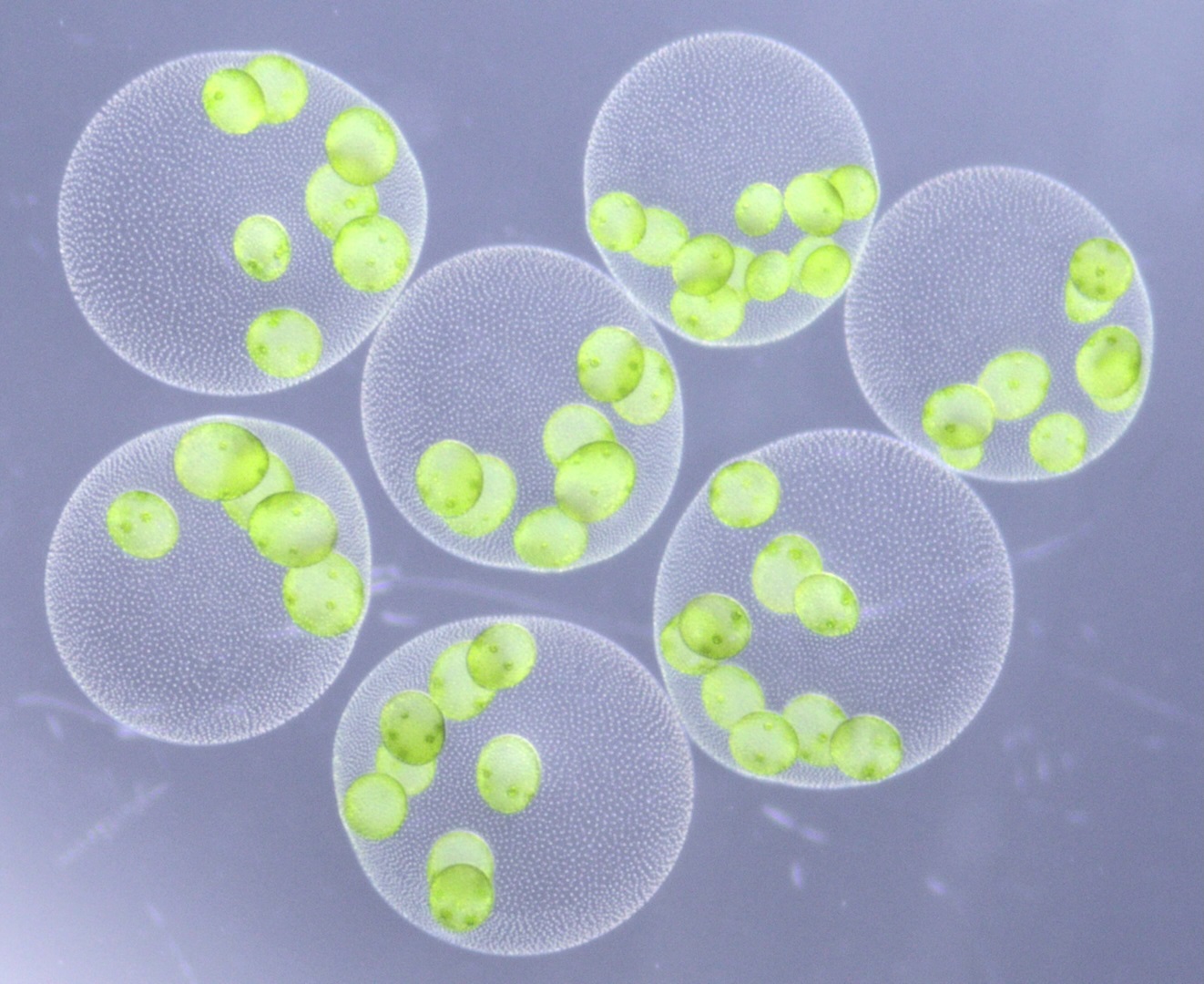 巨大な緑の球体の新種「ヒスイボルボックス」を日本国内3ヶ所から発見 ― 翡翠のように輝く球体は、まだ名を持たなかった ―