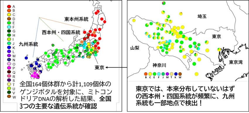 地域を越えた人為的な移動が、東京のゲンジボタルの地域的な遺伝構造をかく乱～全国164個体群・1,109個体のミトコンドリアDNA（COII）解析で、東京の70％超の個体群から地域外系統由来のハプロタイプを確認～