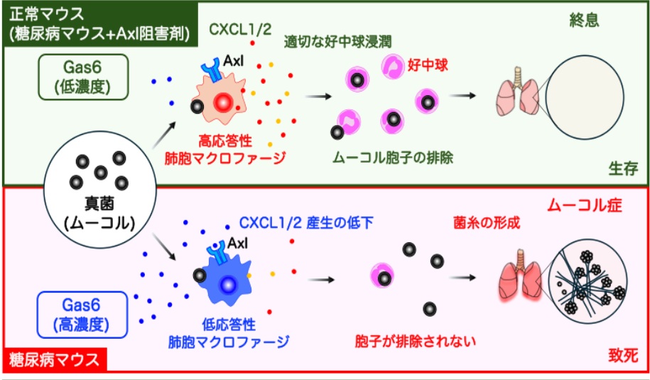 「免疫のブレーキ」が致死的な真菌感染症を招く～糖尿病で増加するGas6がムーコル症の発症につながることを発見～