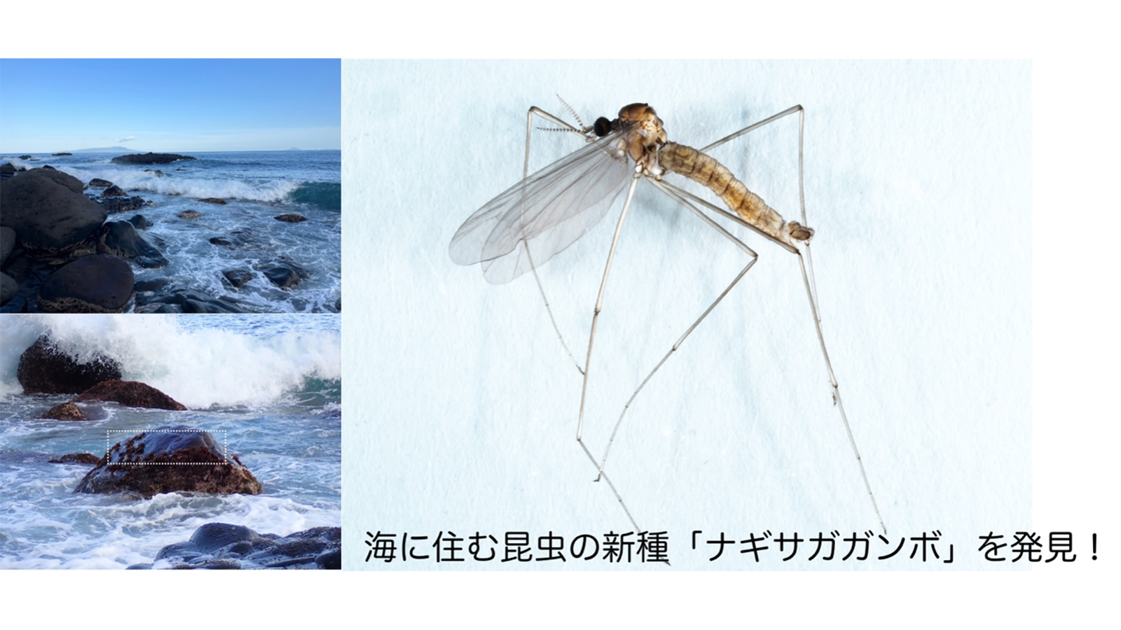 海辺は、まだ知らない昆虫の宝箱！伊豆の磯から新種「ナギサガガンボ」を発見