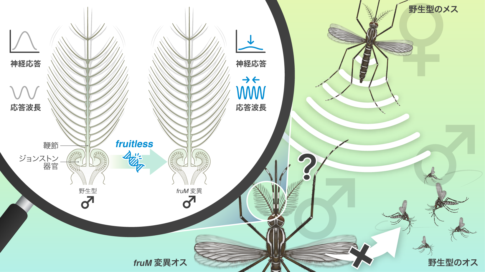 蚊のオスが「メスの羽音」に惹かれる理由を解明 ～行動の性差を生む遺伝子 fruitless がオスの耳をつくる～