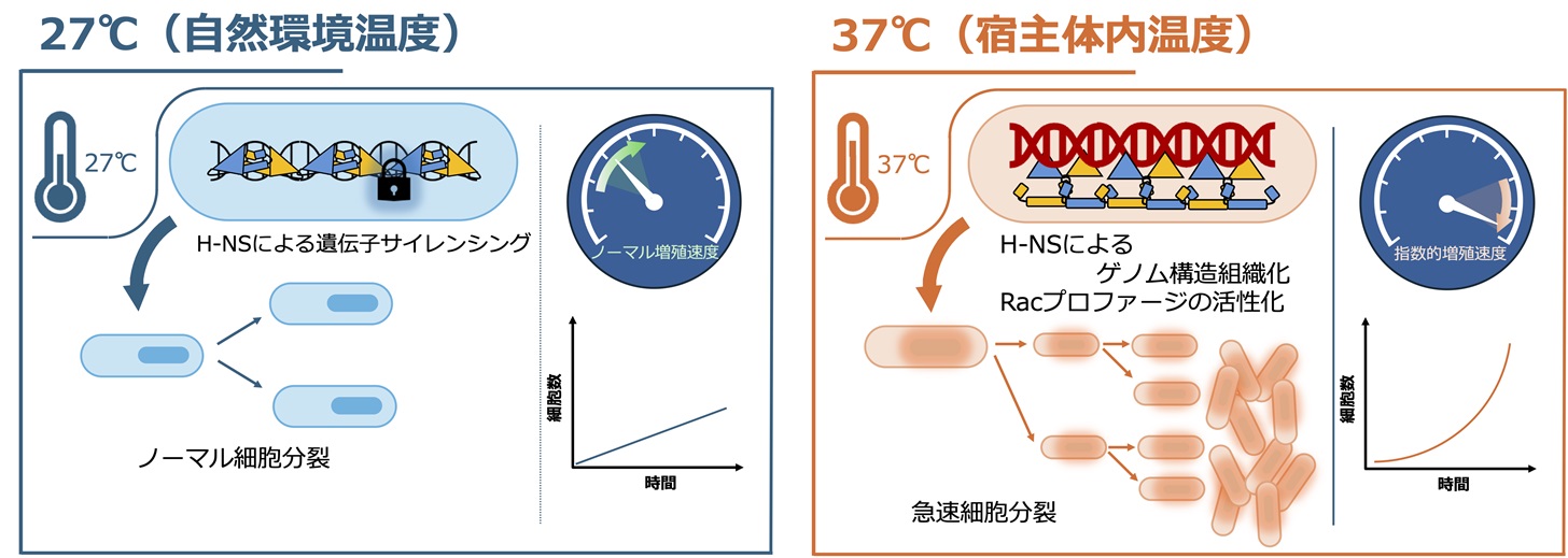 大腸菌が体内で一気に増殖する「スタートダッシュ」の仕組みを解明 〜遺伝子の“ブレーキ役”と思われていたH-NSタンパク質の真の姿は『ゲノム構造の司令塔』だった〜