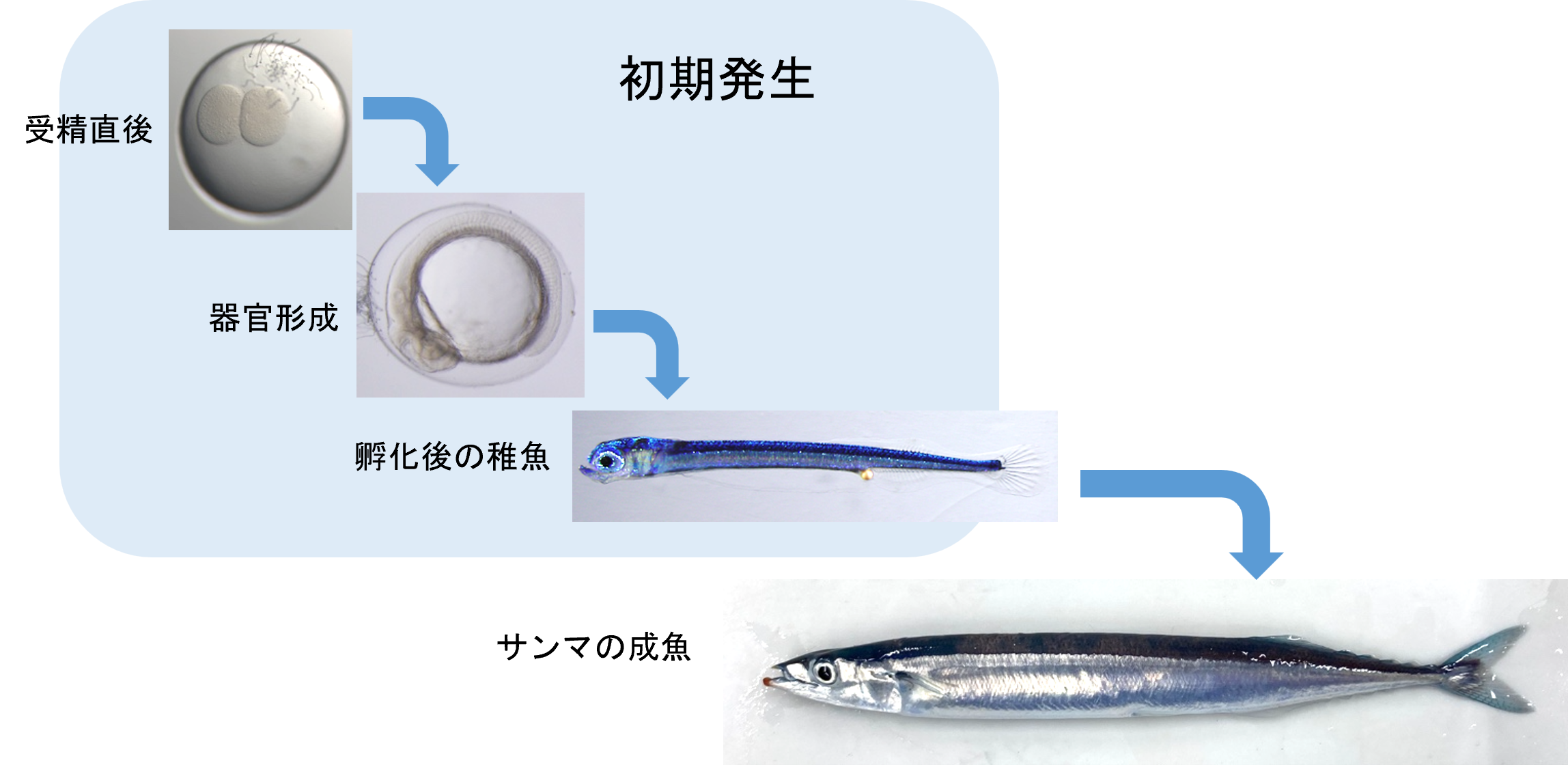 ◆減少が危ぶまれる食卓のお馴染み◆ 関西大学化学生命工学部の日下部りえ准教授らが、謎多い「サンマが育つ過程」を詳細に解明 ～原腸形成中に体節形成開始／初期発生に大きな特徴～