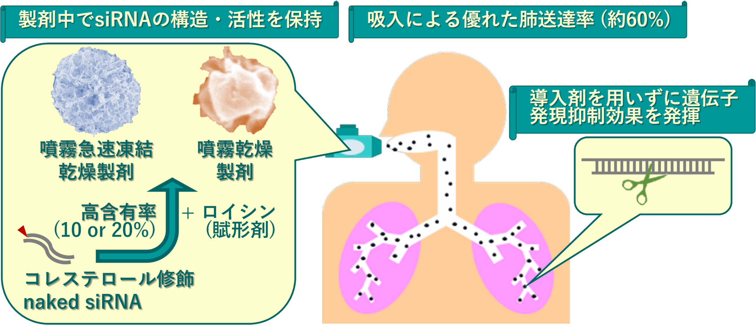 【名城大学】導入剤を使わずに肺内で遺伝子発現を抑制　吸入可能な naked siRNA 高含有粉末製剤を開発