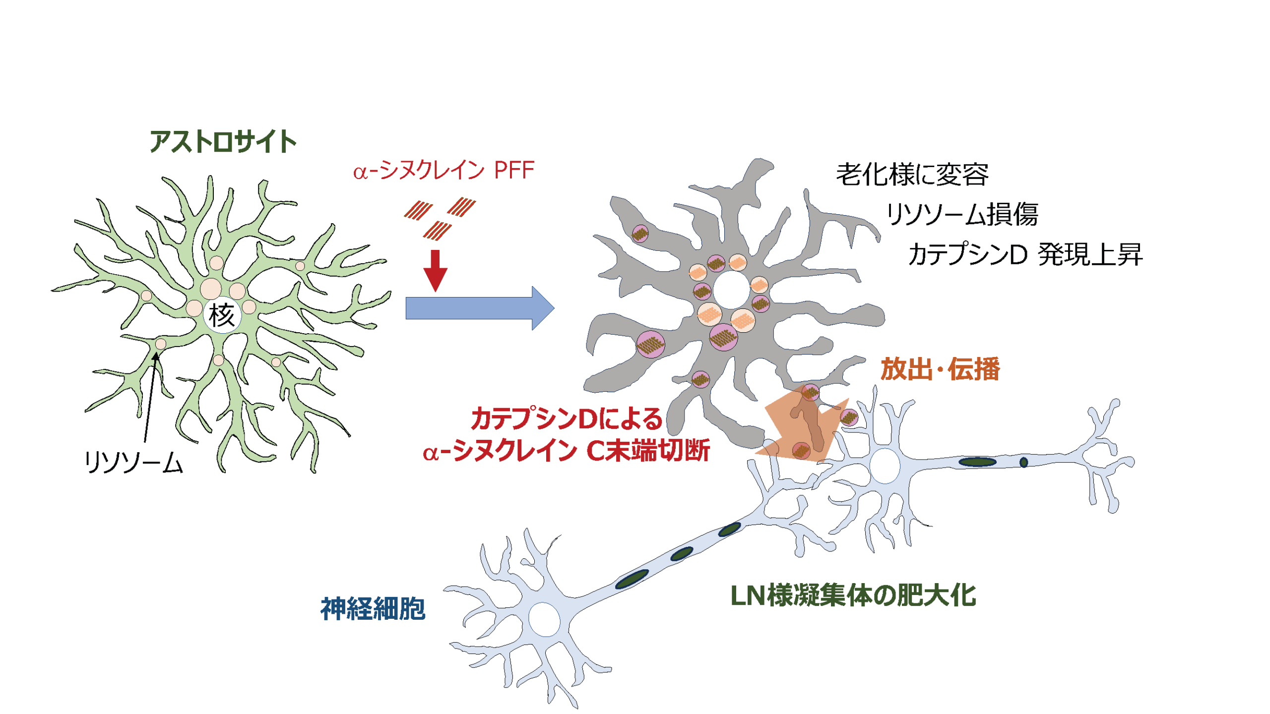 アストロサイトがパーキンソン病病理の進展を促す可能性　～原因タンパク質凝集の仕組み解明、新たな治療法開発に期待～　